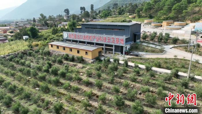 伍合村的油橄欖種植基地。　高嘉琪 攝