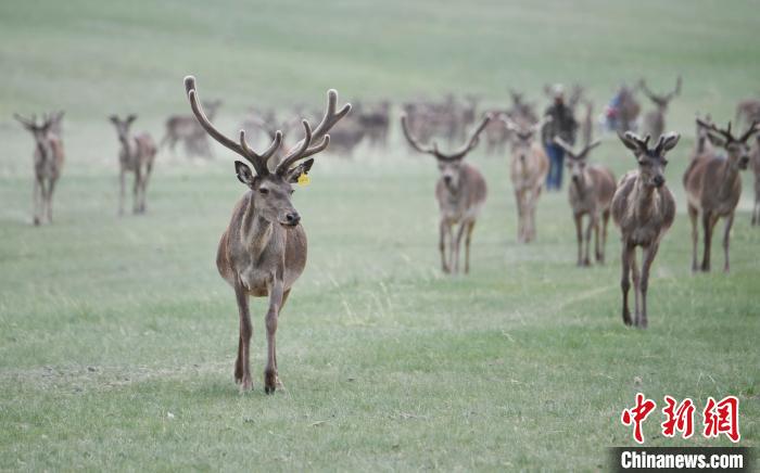 2022年夏日時(shí)節(jié)，甘肅張掖市肅南縣祁連山下的馬鹿養(yǎng)殖基地。(資料圖) 楊艷敏 攝