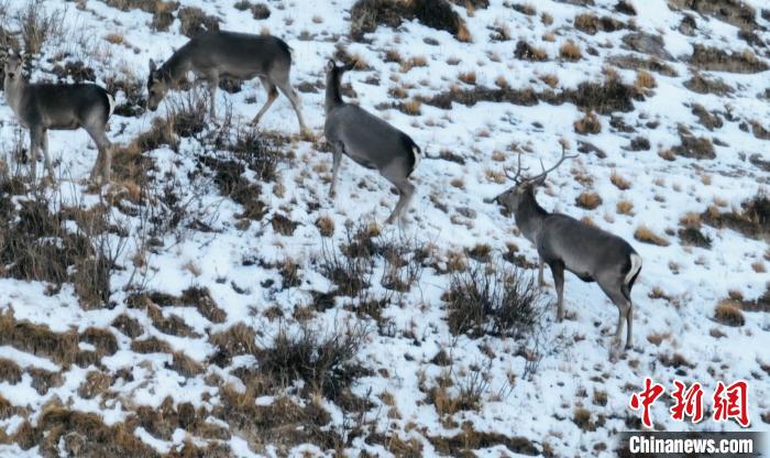 圖為巖羊和馬鹿集體覓食?！《继m縣融媒體中心 供圖