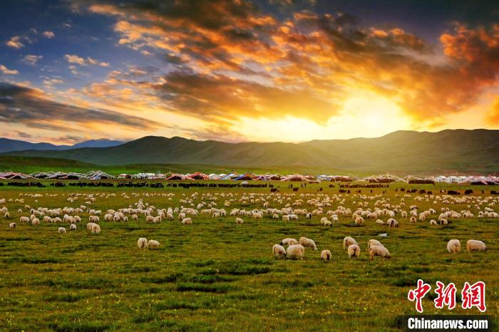 資料圖為青海省玉樹州稱多縣草原風(fēng)光?！」?攝