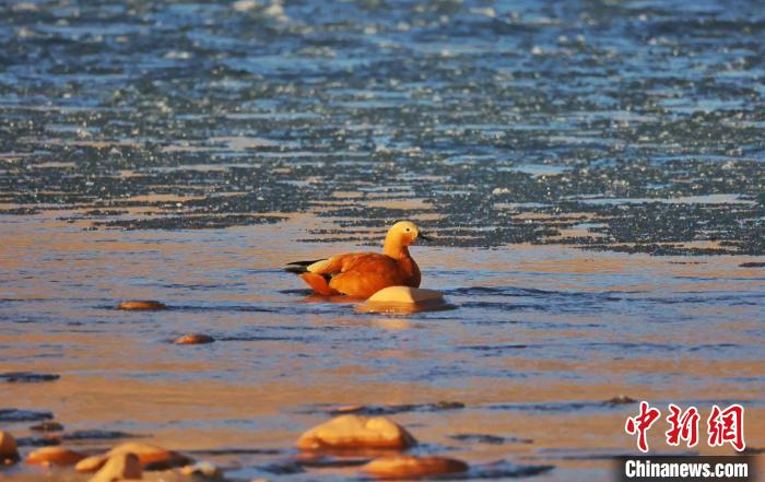 圖為赤麻鴨自在游曳?！“兹斩〔冀?攝