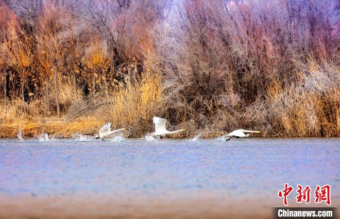 圖為起舞的天鵝與碧波蕩漾的湖面相映成趣。　簡(jiǎn)約 攝