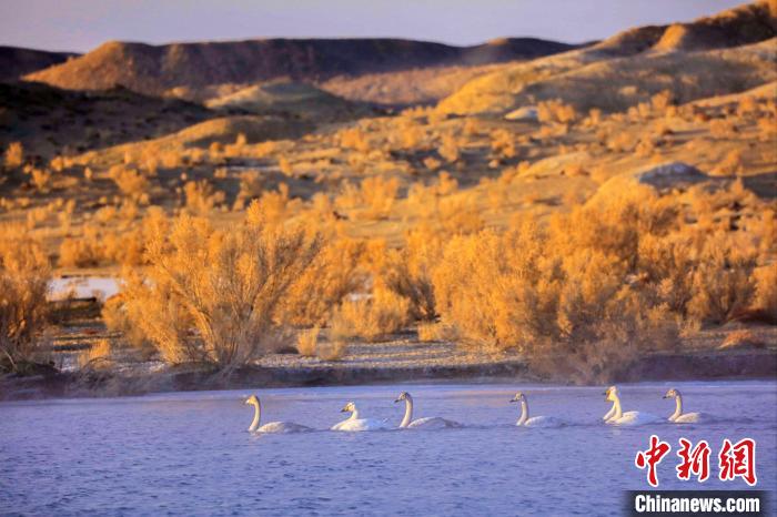 圖為黃河岸畔貴德縣迎來(lái)天鵝“做客”?！◇泱憔?攝