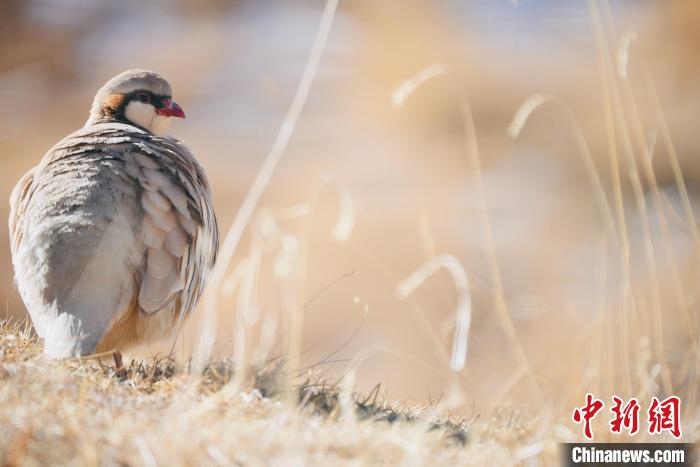 圖為都蘭縣境內(nèi)的鳥類?！±?攝