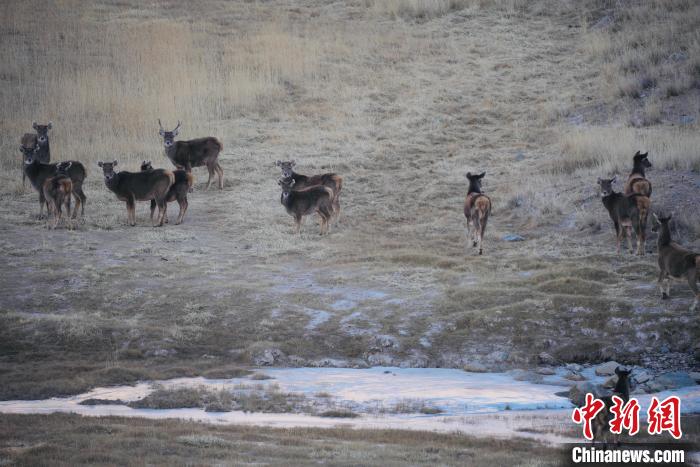 圖為都蘭縣境內(nèi)的野生動(dòng)物。　拉毛杰 攝