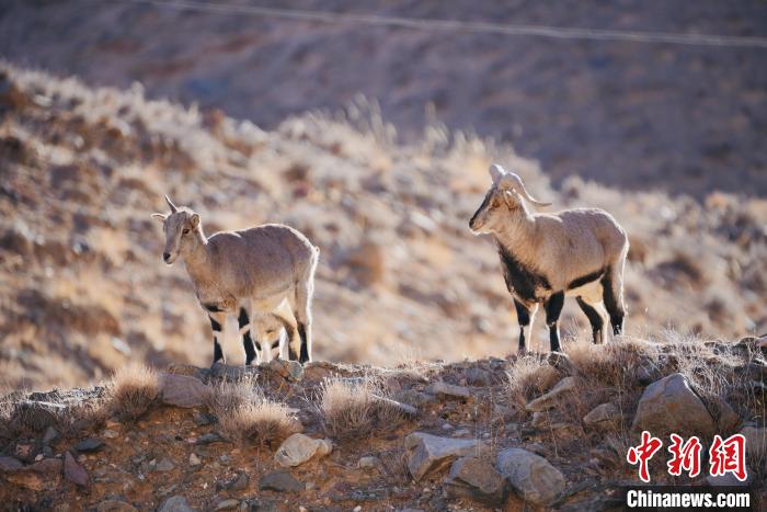圖為都蘭縣境內(nèi)的野生動(dòng)物?！±?攝
