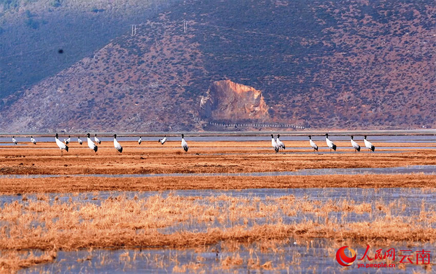 香格里拉納帕海濕地的黑頸鶴。和志榮攝