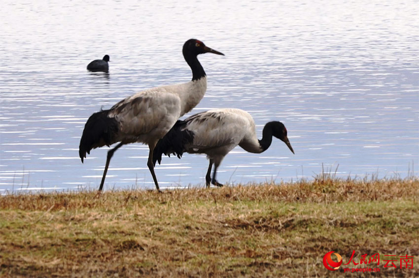 香格里拉納帕海濕地的黑頸鶴。李競(jìng)?cè)魯z