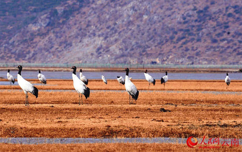 香格里拉納帕海濕地的黑頸鶴。李曉東攝
