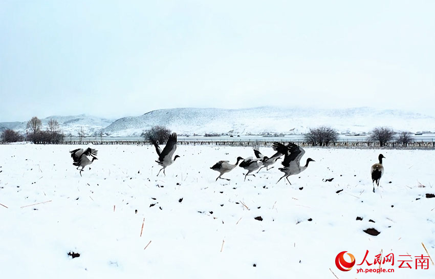 香格里拉納帕海濕地的黑頸鶴。趙旭燕攝