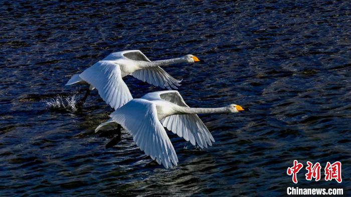 圖為兩只大天鵝。　嚴(yán)桉 攝
