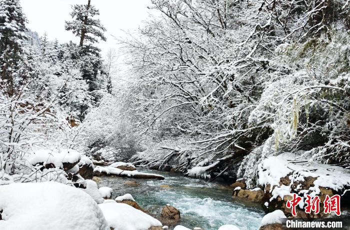 大熊貓國家公園王朗片區(qū)春雪如畫，宛若仙境?！×_春平 攝