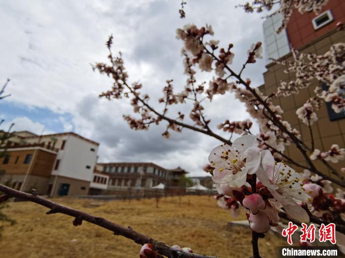 青海：初春遇降雪，百里不同“風(fēng)”
