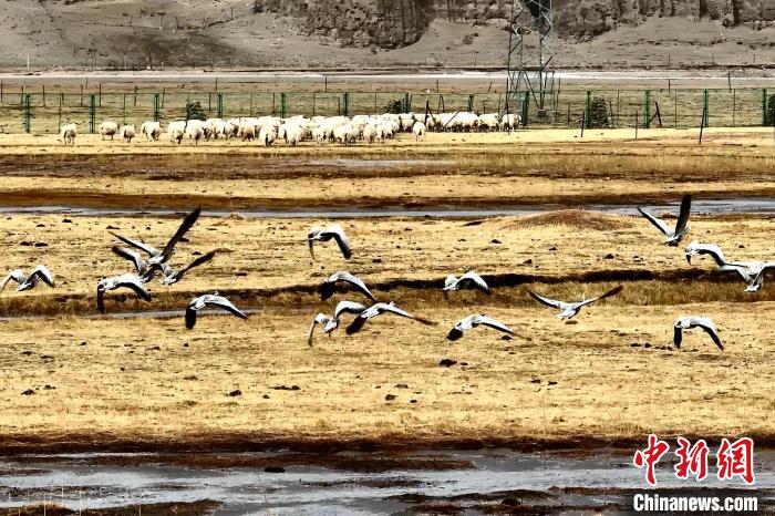 圖為斑頭雁在羊群邊飛翔。　包雷 攝