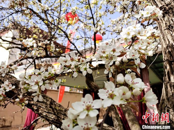 青海尖扎噶達(dá)莊園：百年“后花園”梨花盛開，舉目皆春色
