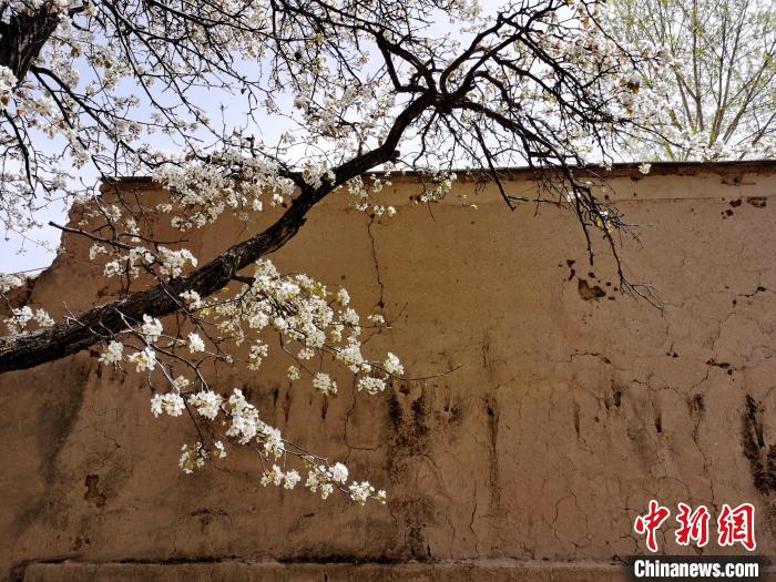 圖為一面土墻旁邊的梨花。　張?zhí)砀?攝