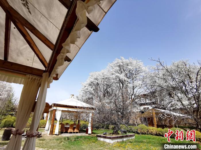 圖為梨花?！?zhí)砀?攝