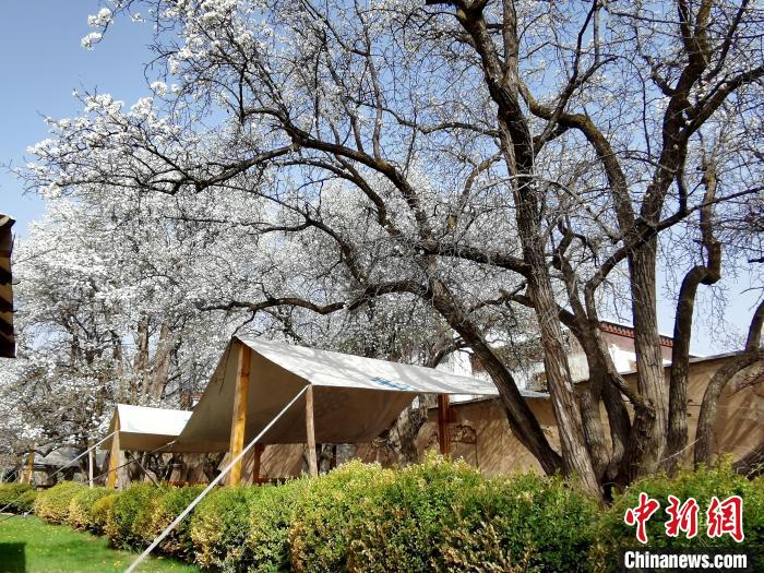 圖為尖扎噶達(dá)莊園內(nèi)的梨花?！?zhí)砀?攝