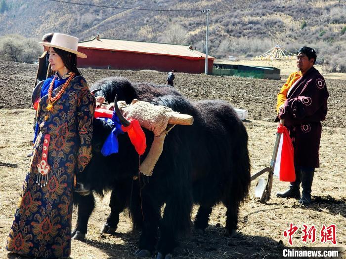 圖為藏族民眾牽著耕牛參加春耕儀式。　王麗山 供圖