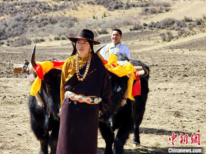 圖為藏族民眾牽著耕牛參加春耕儀式?！⊥觖惿?供圖
