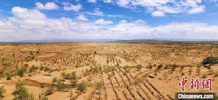 資料圖為貴南縣黃沙頭的防沙治沙草方格。　祁增蓓 攝