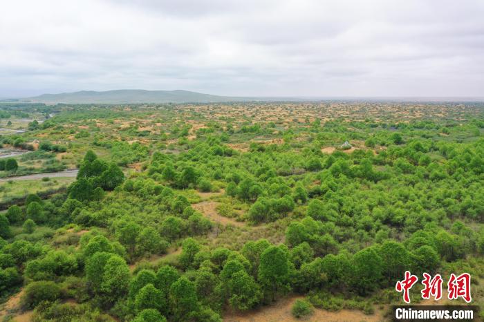 資料圖為航拍黃沙頭防沙治沙區(qū)植被?！∑钤鲚?攝