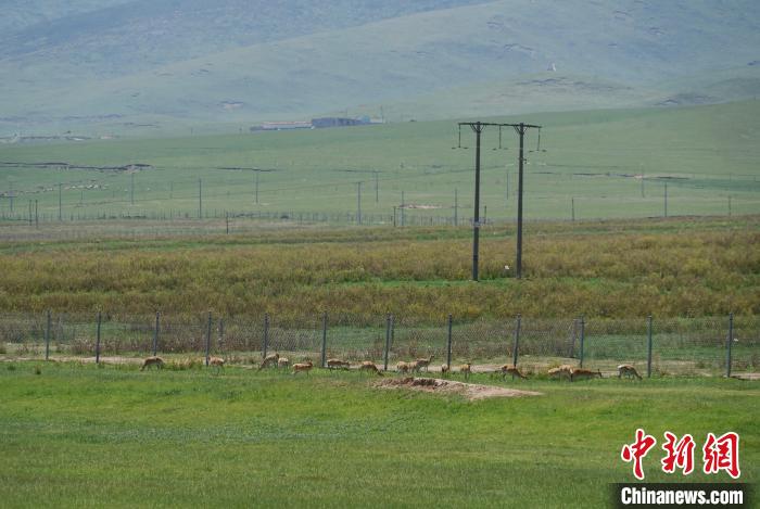 圖為成群普氏原羚在草場上愜意覓食，悠閑自在?！●R銘言 攝