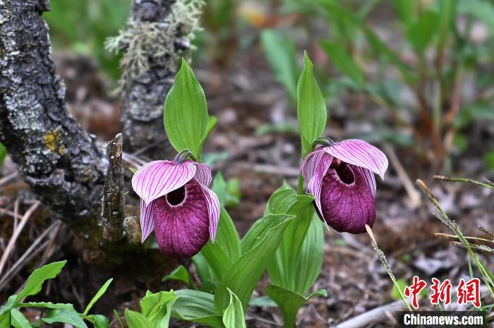 黃龍景區(qū)高山蘭花盛開(kāi)?！“苍?攝