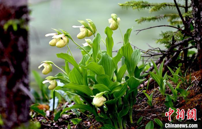 黃龍景區(qū)高山蘭花盛開(kāi)。　安源 攝