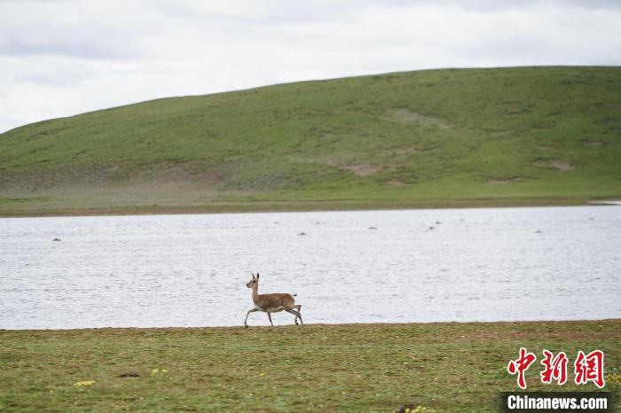 圖為藏原羚在扎陵湖岸畔悠閑漫步?！●R銘言 攝