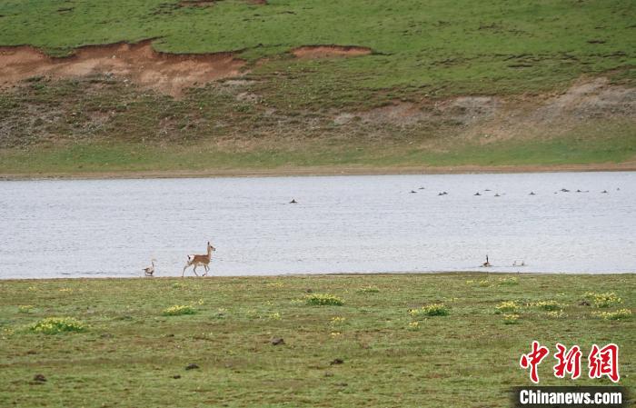 圖為藏原羚在扎陵湖岸畔悠閑漫步?！●R銘言 攝