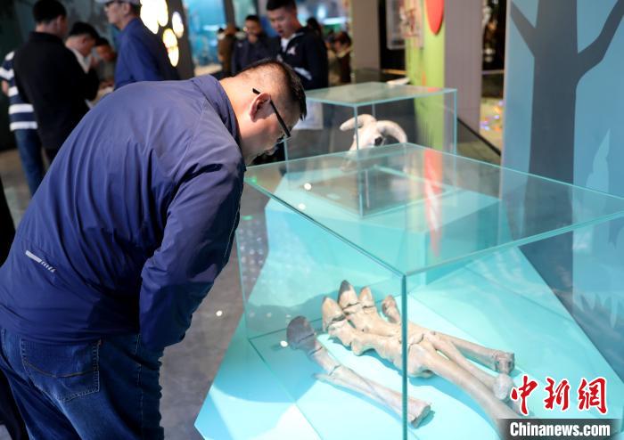 圖為臺商在祁連山國家公園生態(tài)科普館內(nèi)觀看標本?！⊙Φ?攝