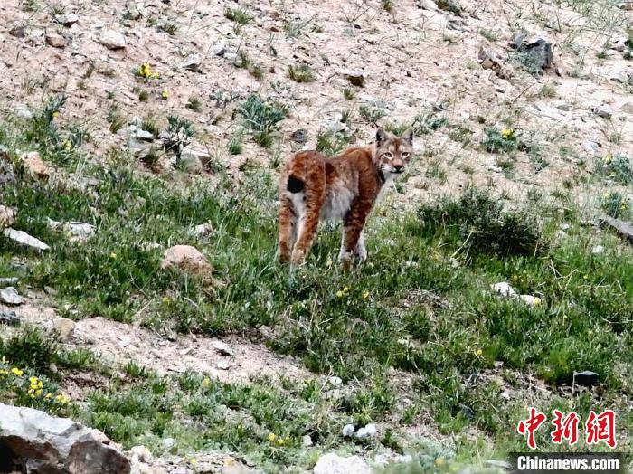 圖為猞猁回眸?！∠蛭能?攝