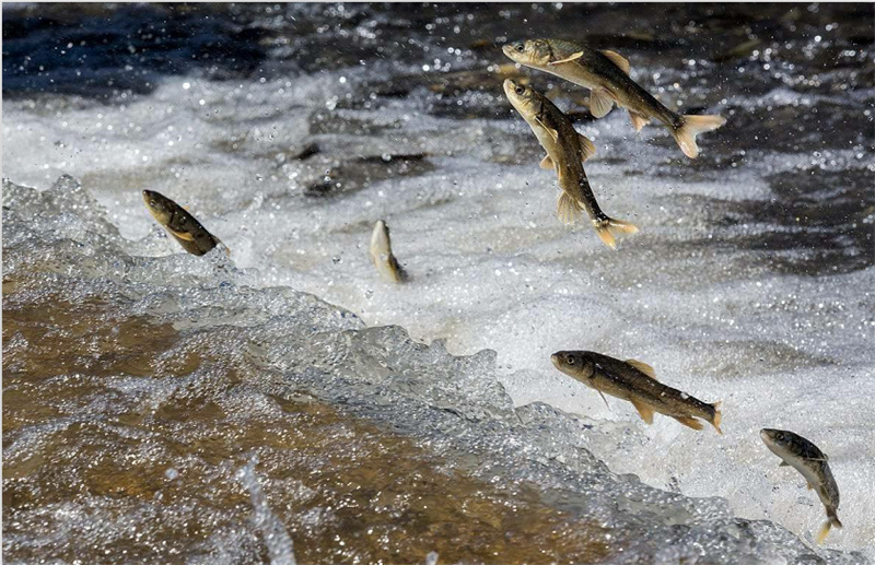 湟魚洄游。才旦桑吾攝
