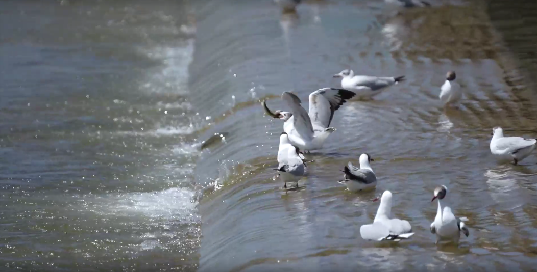湟魚洄游奇觀。包雷攝