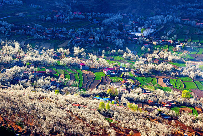 大金川上看梨花，梨云悠悠，滿山遍野潔白一片。金川縣供圖