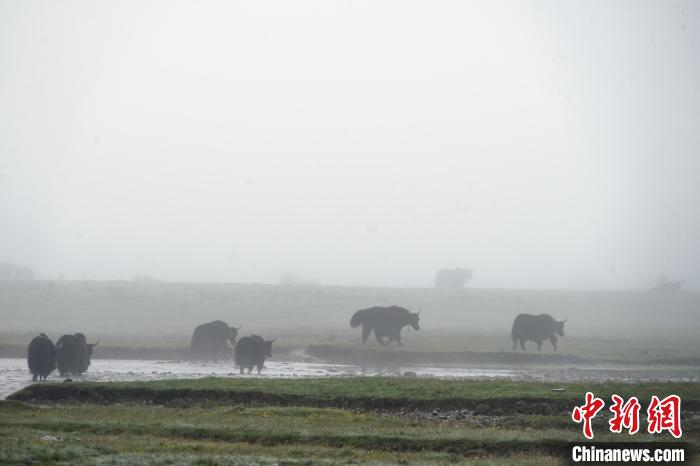 圖為成群牦牛在草灘上戲水漫步，宛如靜美水墨畫。　馬銘言 攝
