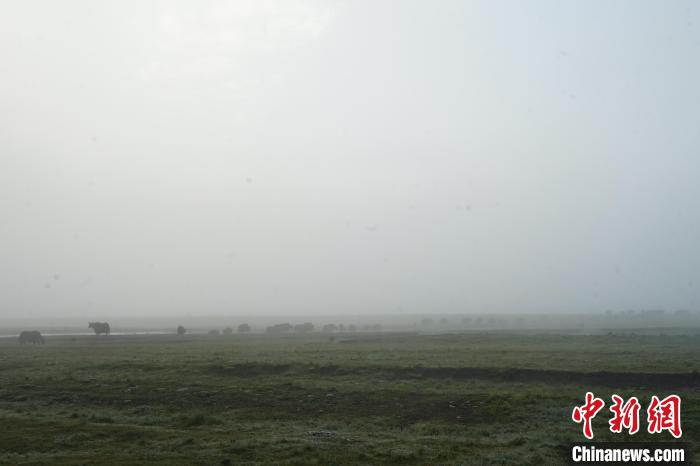 圖為成群牦牛在草灘上覓食、漫步，宛如靜美水墨畫?！●R銘言 攝