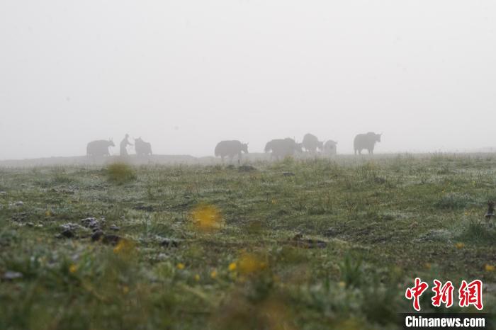 圖為成群牦牛在草灘上覓食、漫步，宛如靜美水墨畫?！●R銘言 攝