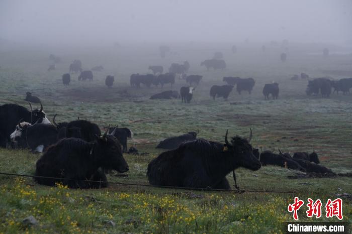 圖為成群牦牛在草灘上覓食、棲息，宛如靜美水墨畫。　馬銘言 攝
