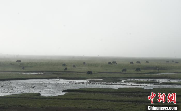 圖為成群牦牛在草灘上覓食、漫步，宛如靜美水墨畫。　馬銘言 攝