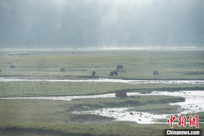 圖為成群牦牛在草灘上覓食、漫步，宛如靜美水墨畫。　馬銘言 攝