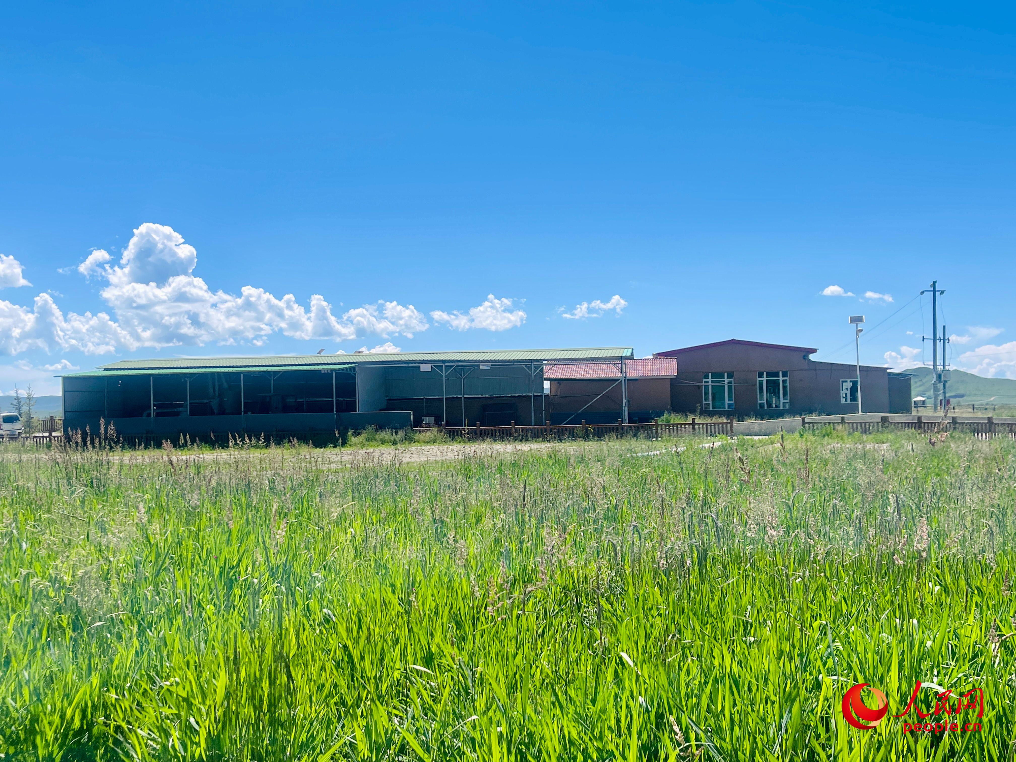 唐日合作社牧草茂密。人民網(wǎng) 周靜圓攝