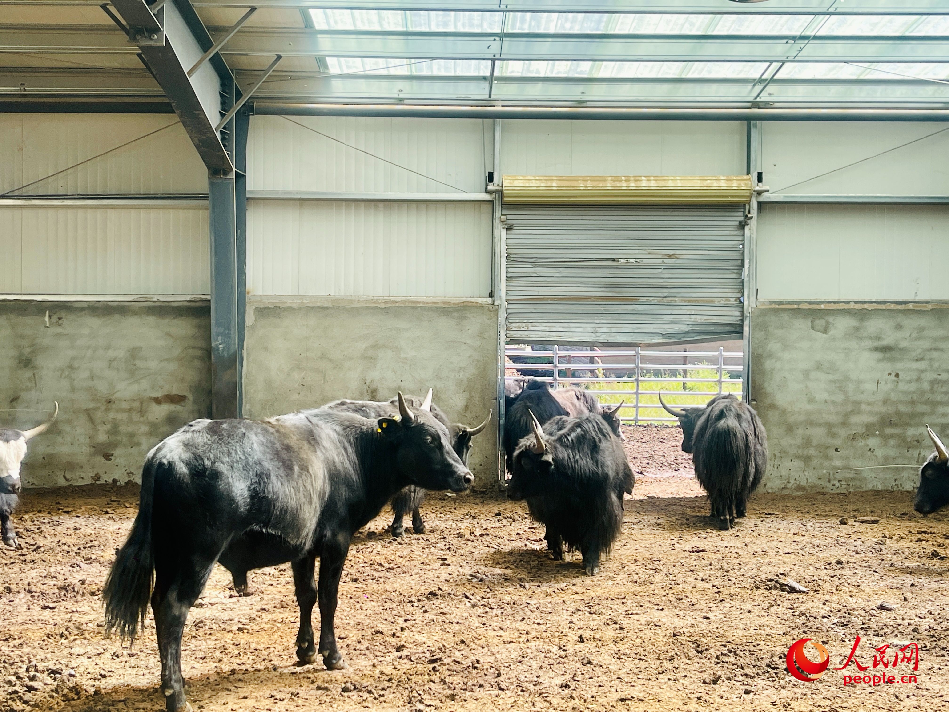 唐日合作社里養(yǎng)殖的牦牛。人民網(wǎng) 周靜圓攝