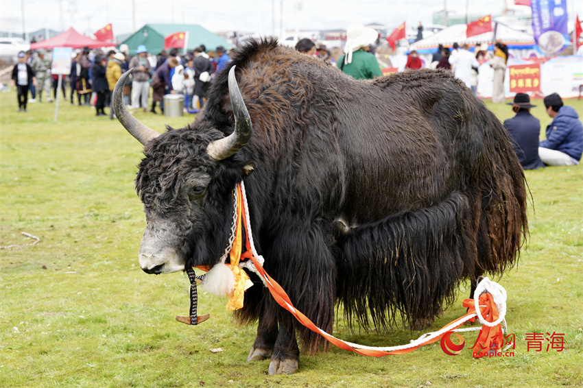 澤庫牦牛評比展示。人民網(wǎng) 陳明菊攝