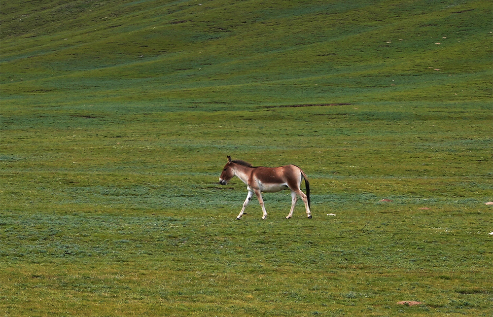 大自然的生態(tài)美學(xué)！黃河源園區(qū)哪一抹色彩最讓你心動？