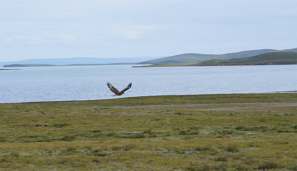 大自然的生態(tài)美學(xué)！黃河源園區(qū)哪一抹色彩最讓你心動？