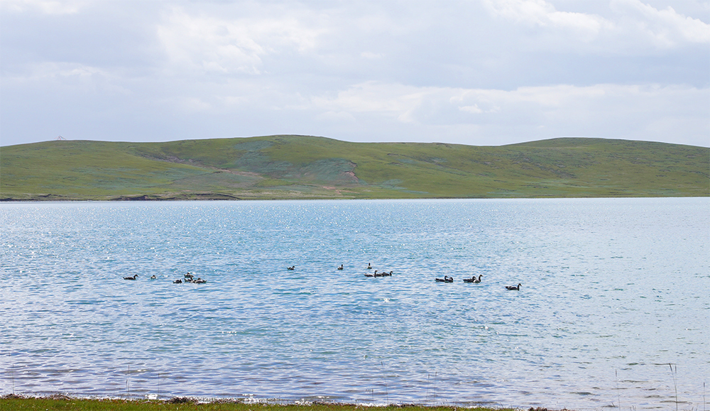 大自然的生態(tài)美學(xué)！黃河源園區(qū)哪一抹色彩最讓你心動？