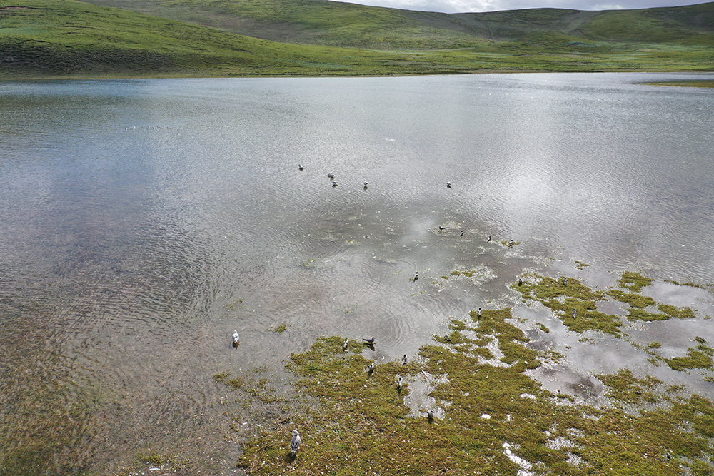 大自然的生態(tài)美學(xué)！黃河源園區(qū)哪一抹色彩最讓你心動？