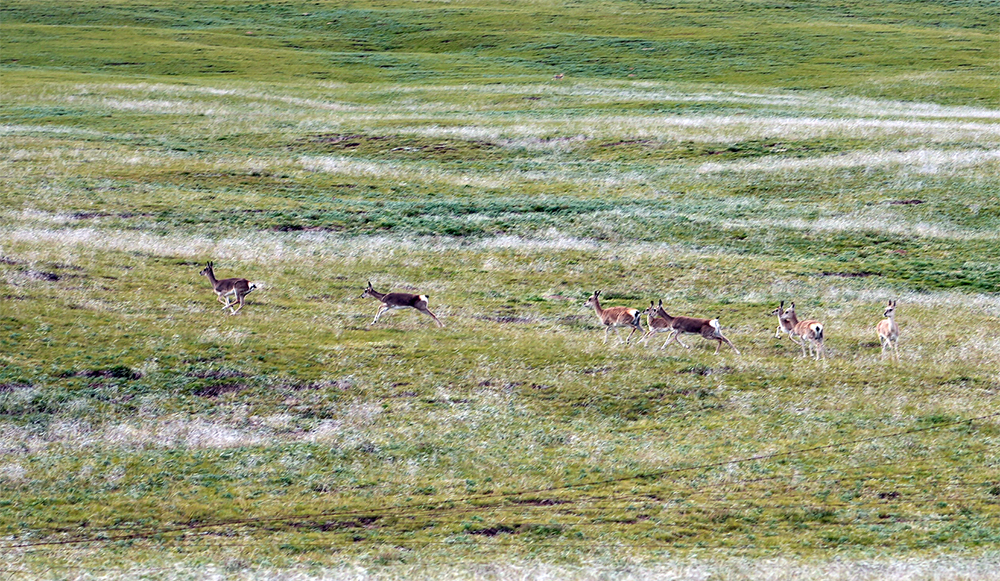 大自然的生態(tài)美學(xué)！黃河源園區(qū)哪一抹色彩最讓你心動？